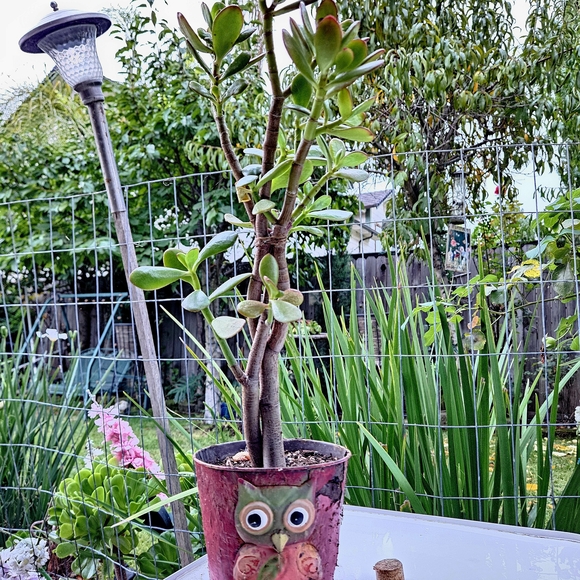 Ruby Jade Tree - Picture 5 of 7